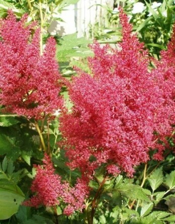 Астильба Корал Айленд