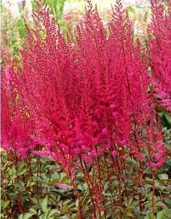 Астильба Майти Чоколэт Черри