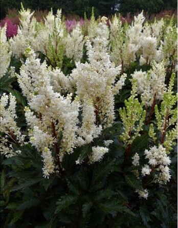 Астильба Уайтберри