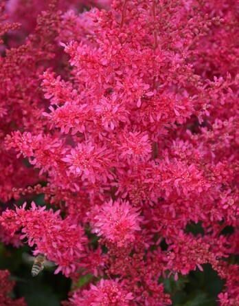 Астильба Хэви Метал