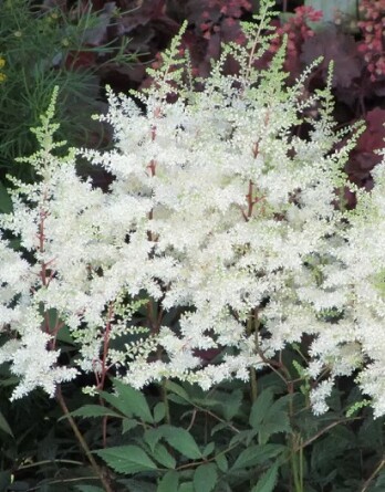 Астильба Элли