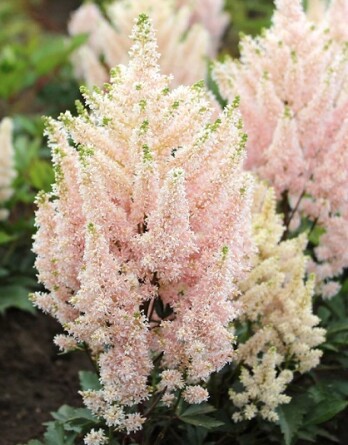 Астильба Юник Салмон