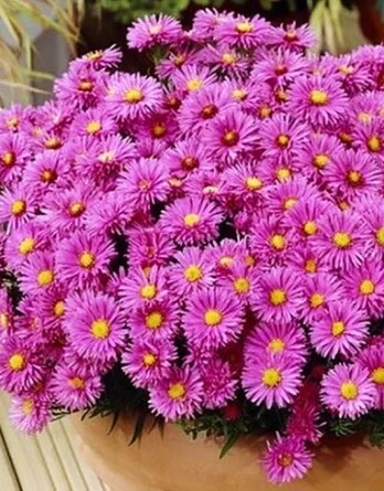 Астра Аннеке