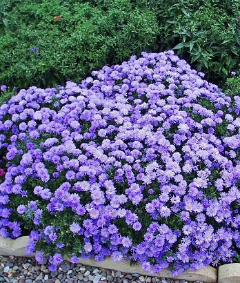 Астра Леди ин блю