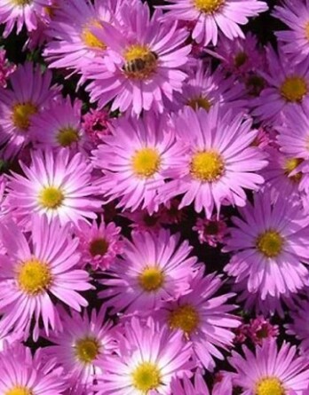 Астра Хербстгрусс Фом Брессерхов»