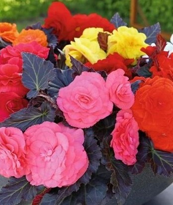 Бегония Нонстоп микс