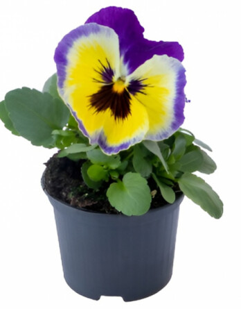 Блюберри Лемон