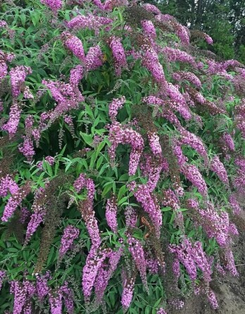 Будлея Пинк Каскад