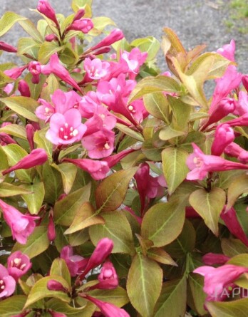 Вейгела Вингс оф Файр