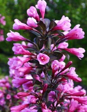 Вейгела Нана Пурпуреа