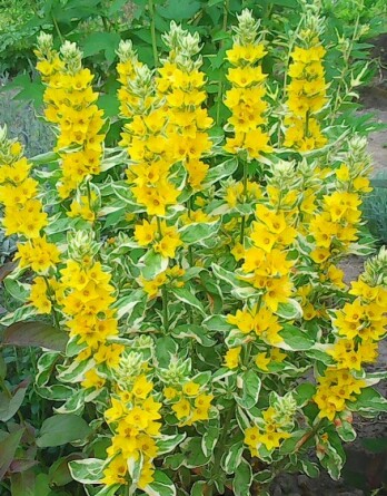 Вербейник Александр