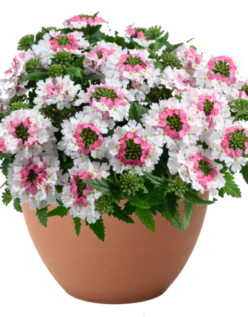 Вербена Маршмеллоу