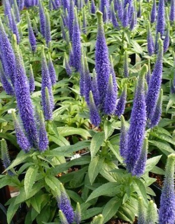 Вероника Блауризин