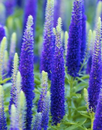 Вероника Кандела Блю