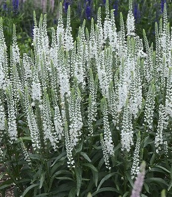 Вероника Шнееризин