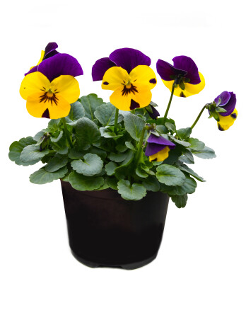 Виола корнев голд пурпл винг