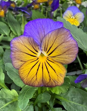 Виола корнет морфо