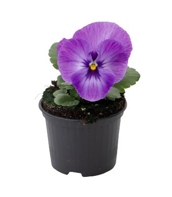 Виола марина Лавендер