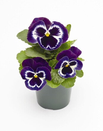 Виолет Фэйс