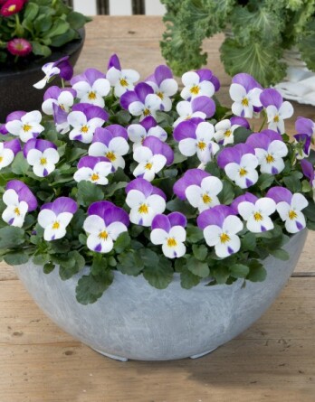 Виоло Корнет Персиан Пинк