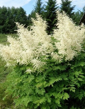 Волжанка Спарклес