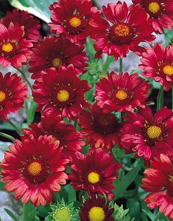 Гайлардия Бургундер