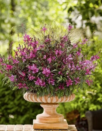 Гаура Фламинго Пинк