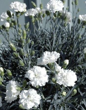 Гвоздика ангел оф пьюрити