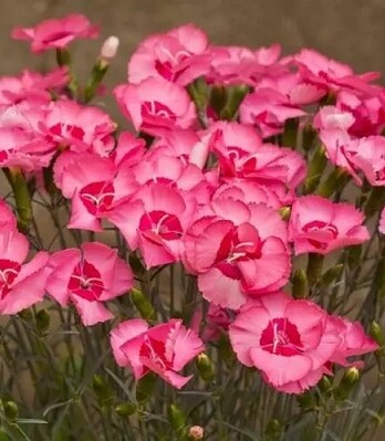 Гвоздика ангел оф хоуп