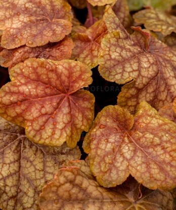 Гейхера ворлд кафе арабика