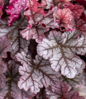 Гейхера кафе Фраппе