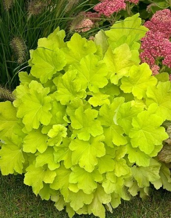 Гейхера кафе романо