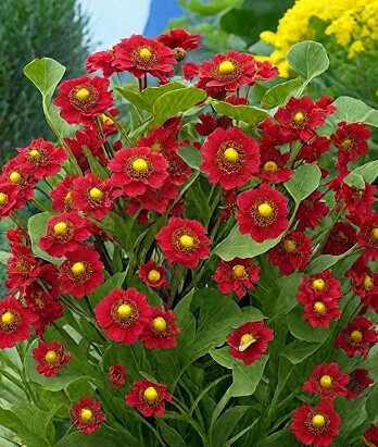 Гелениум Руби Тьюздей