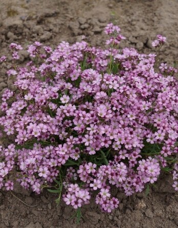 Гипсофила Кнаддл