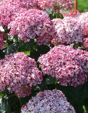 Гортензия Бабл Гам