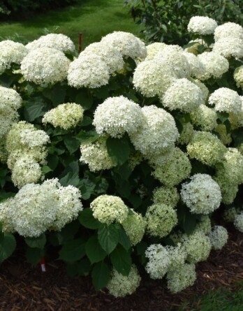 Гортензия Белла Рагация