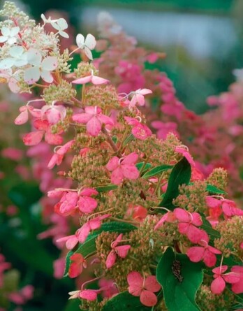 Гортензия Биг Бен