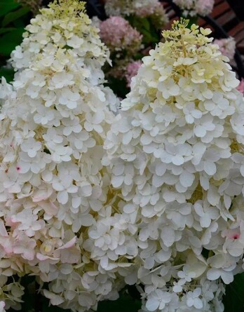 Гортензия Геркулес