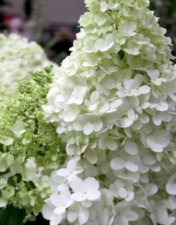 Гортензия Дентель ле горрон