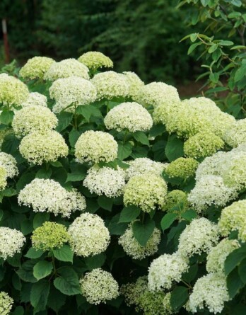 Гортензия Лайм Рики