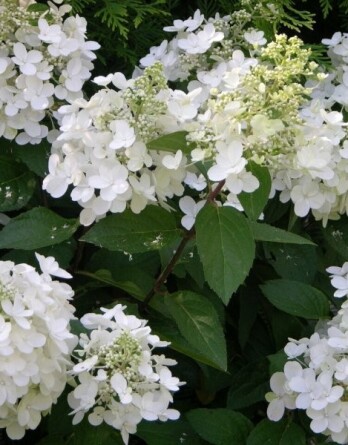 Гортензия Октобер Брайт