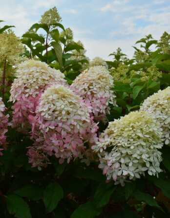 Гортензия Роял Флауэр