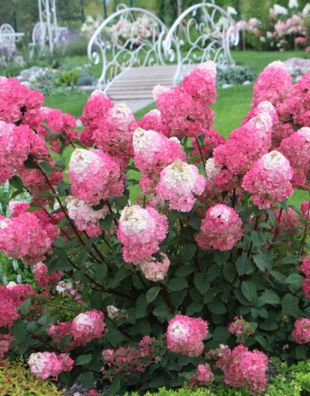 Гортензия Самарская Лидия