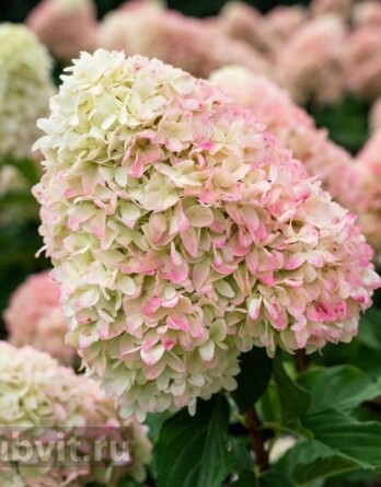 Гортензия Саммер Лав