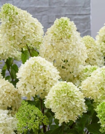 Гортензия Скайфолл