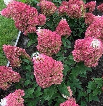 Гортензия Стровберри Блоссом