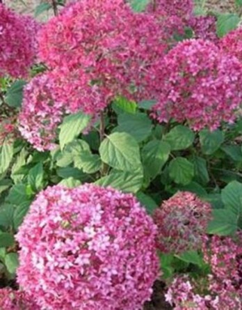 Гортензия древовидная Белла Анна