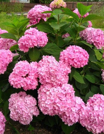 Гортенция Пинк Анабель