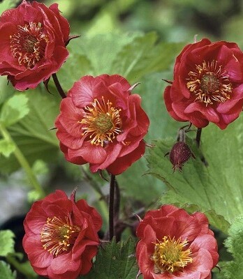 Гравилат Флеймс оф Пэшн