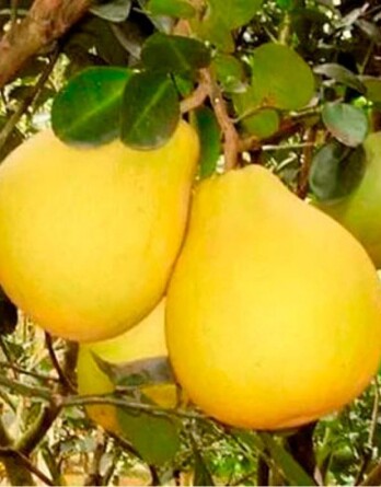 Груша Медовая